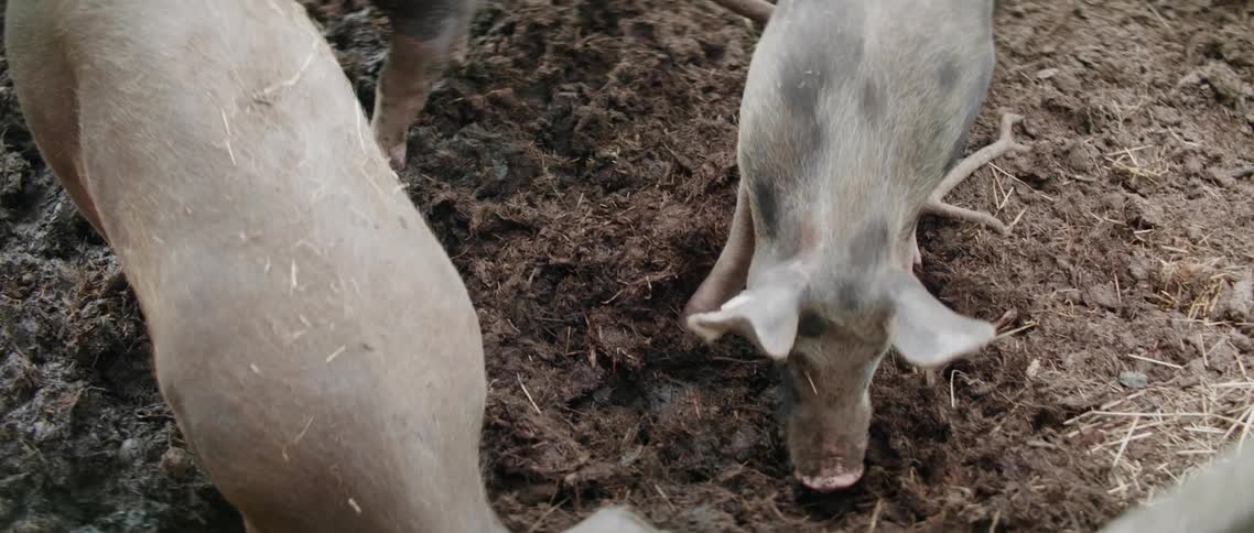 Three pigs root in ground of pig pen