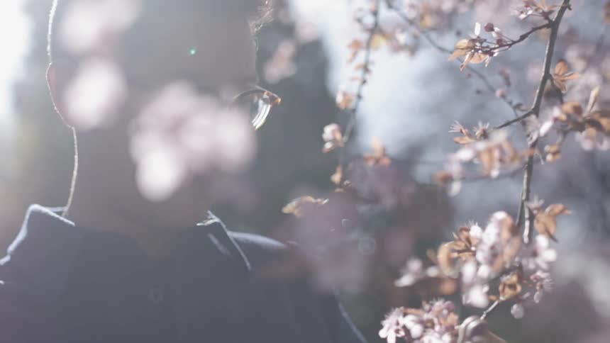 A man studying cherry blossoms