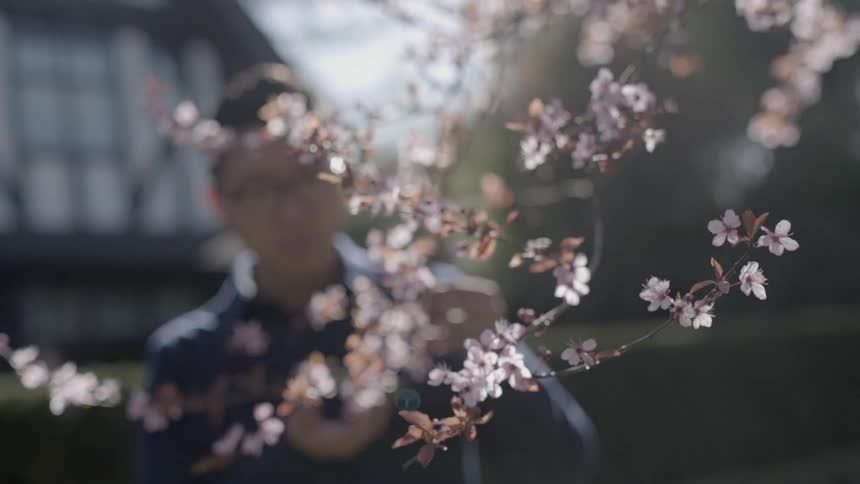 Man looking at some pink blossoms from a tree