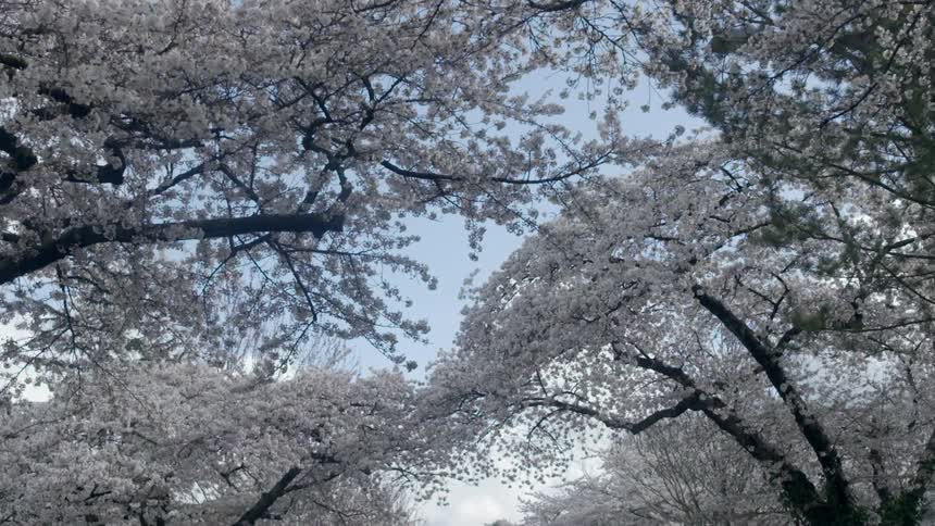 Large trees filled with white flower blossoms
