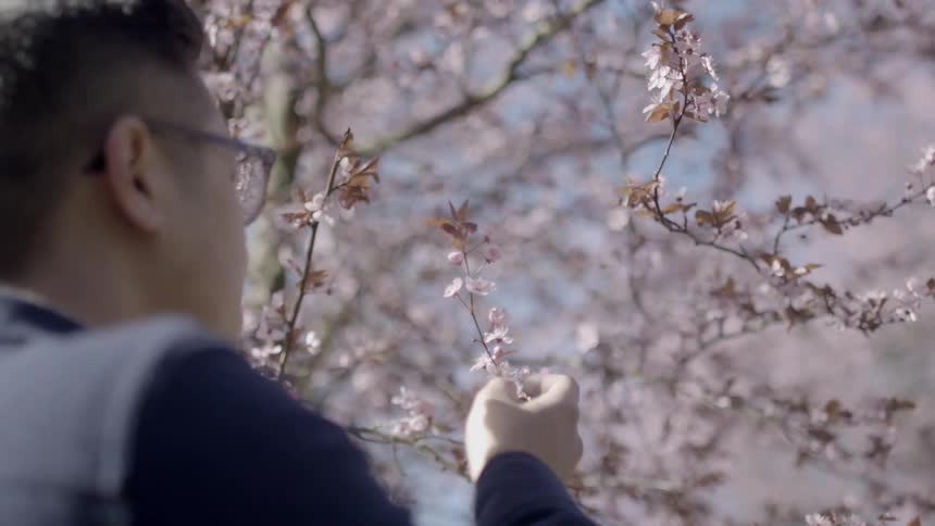 Man touching a cherry blossom tree