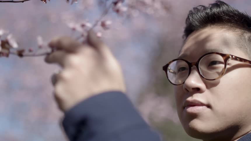 A man examining cherry blossoms