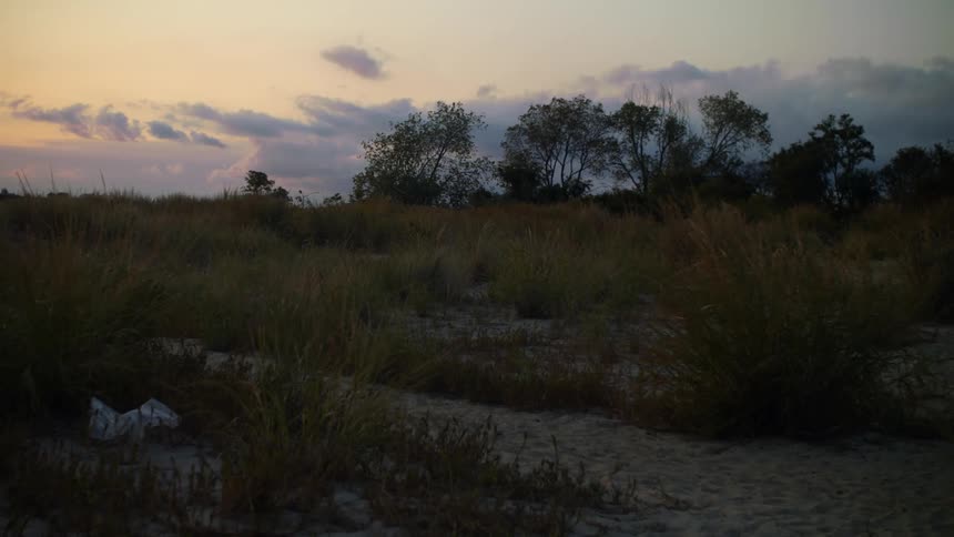 Open field with distant trees in the evening