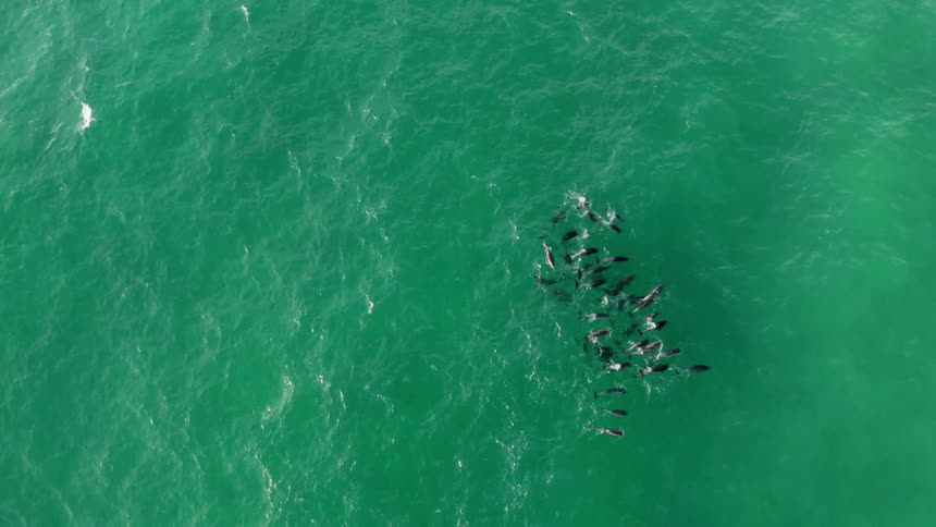 Pod of dolphins swimming on the surface of the clear green ocean waters