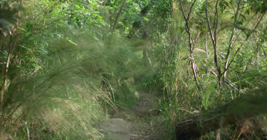 A trail through an forest area