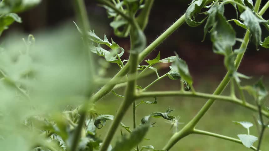 A close up of a green plant with the stems and leaves outside