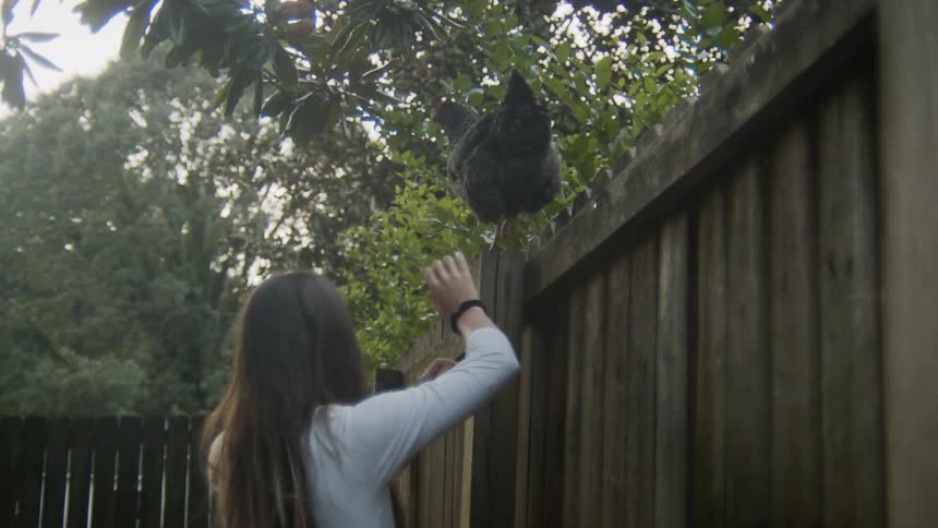 A young woman retrieves one of a pair of chickens from atop a wooden fence outdoors during the day