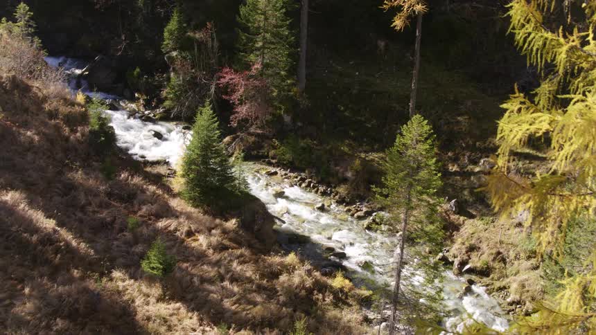 A stream of water in a forest with plants and trees