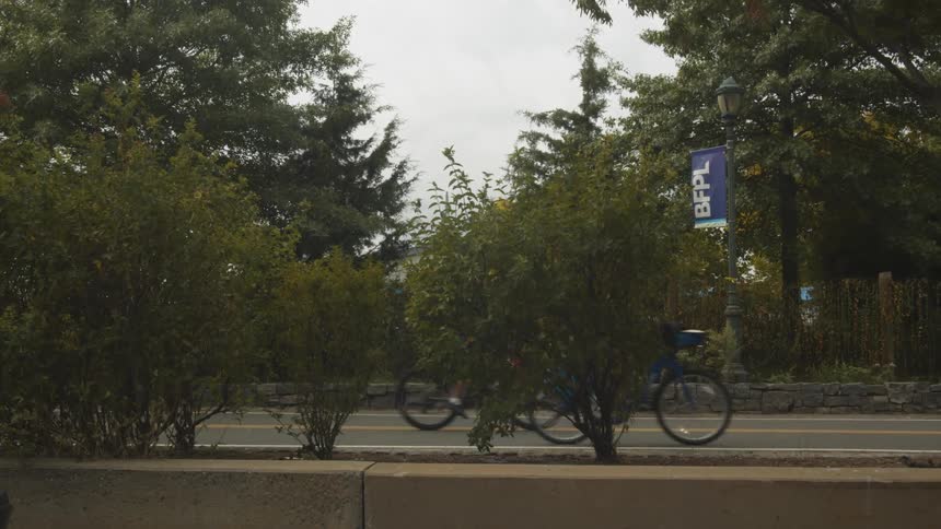 Men and a woman ride bikes on a paved road lined by trees at daytime
