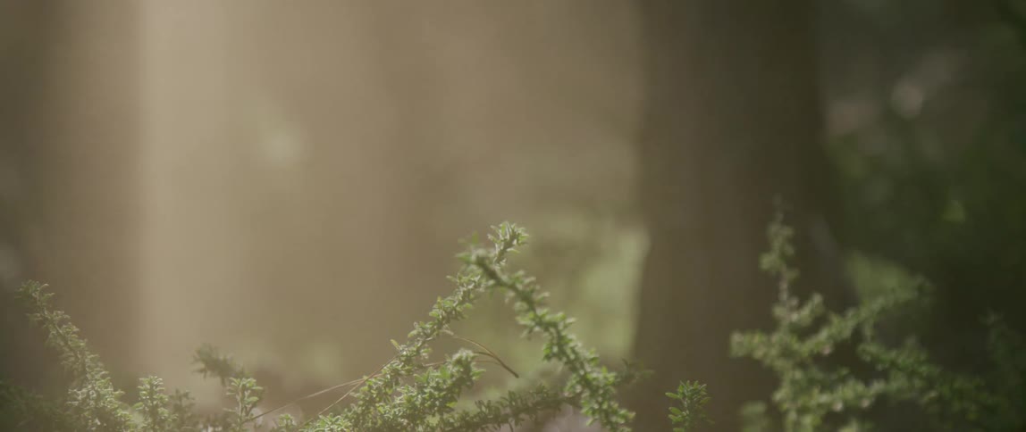 Its raining in a forest area