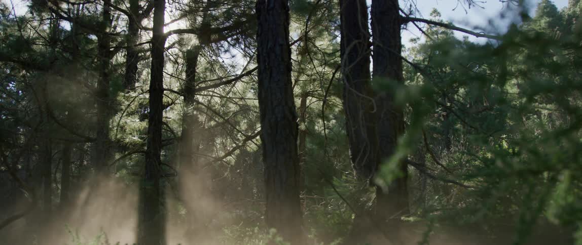 Clouds of dust blown by the wind under the sunlight filtering through the pine branches in the forest
