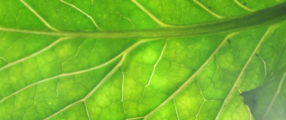 Large veins run through a large green leaf