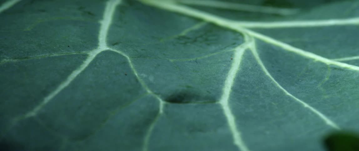 Veins running through a green leaf