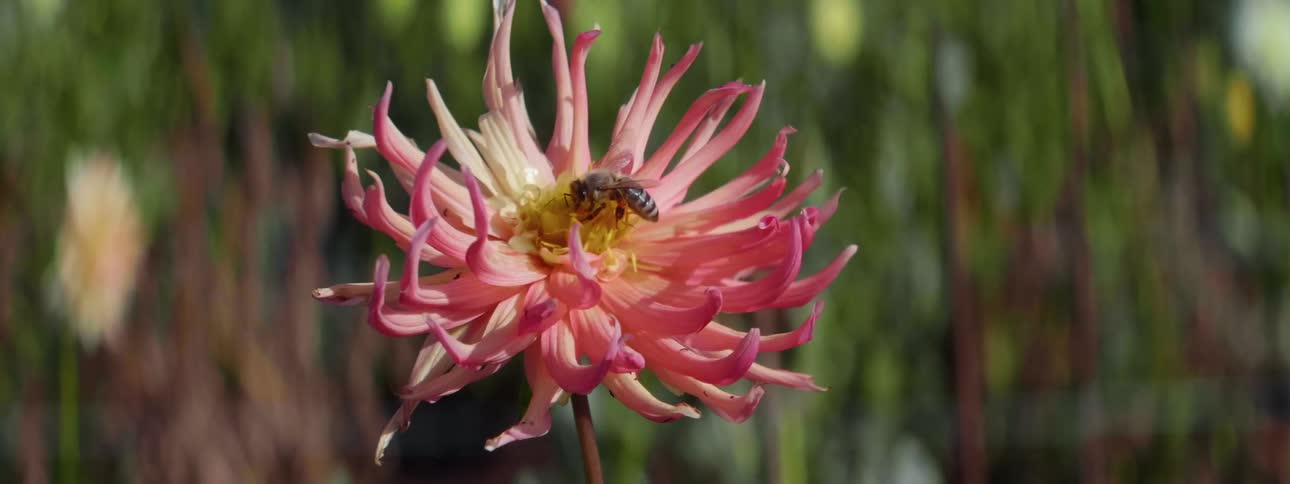 Honey bee pollinating a blossoming red flower