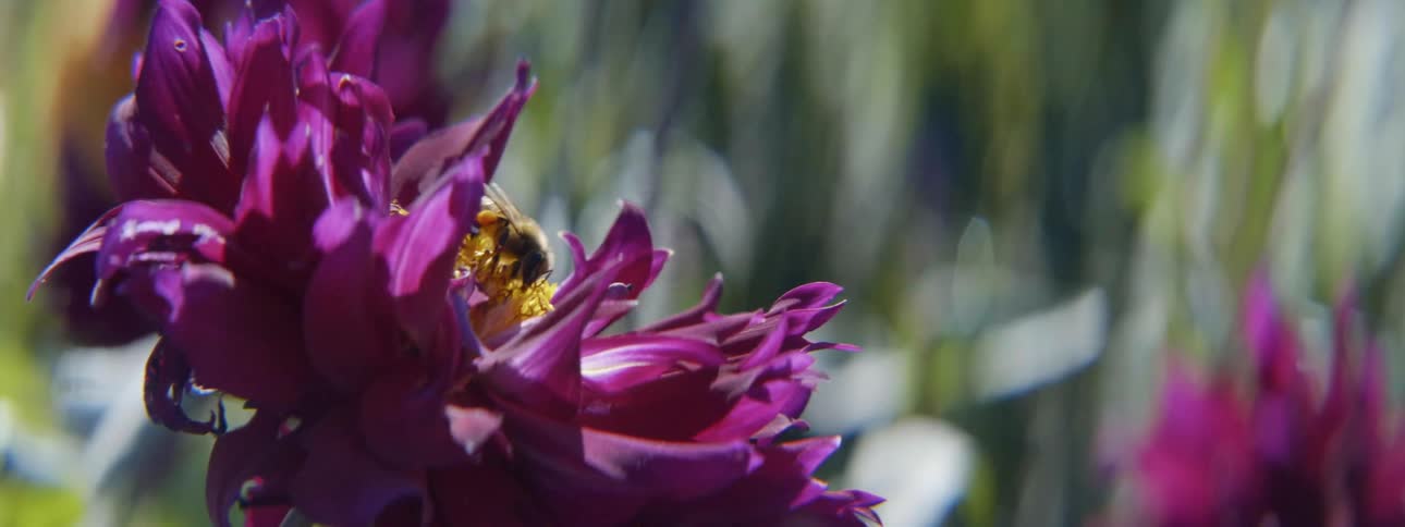 Honey bee pollunating on a blooming purple flower outdoors