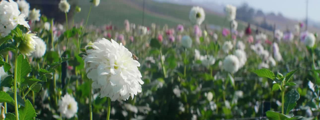 A field of flowers outdoors on a sunny day