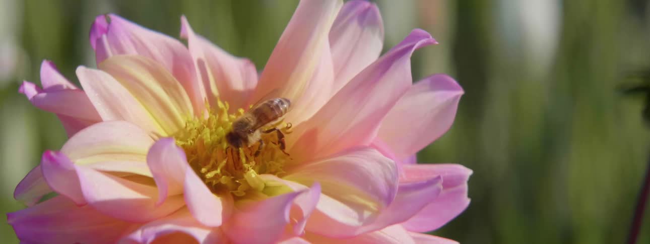 A bee has landed on a flower