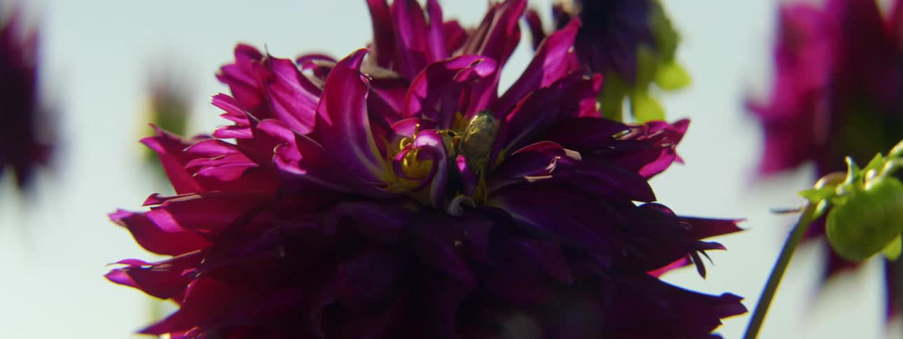 A bee crawling on a flower