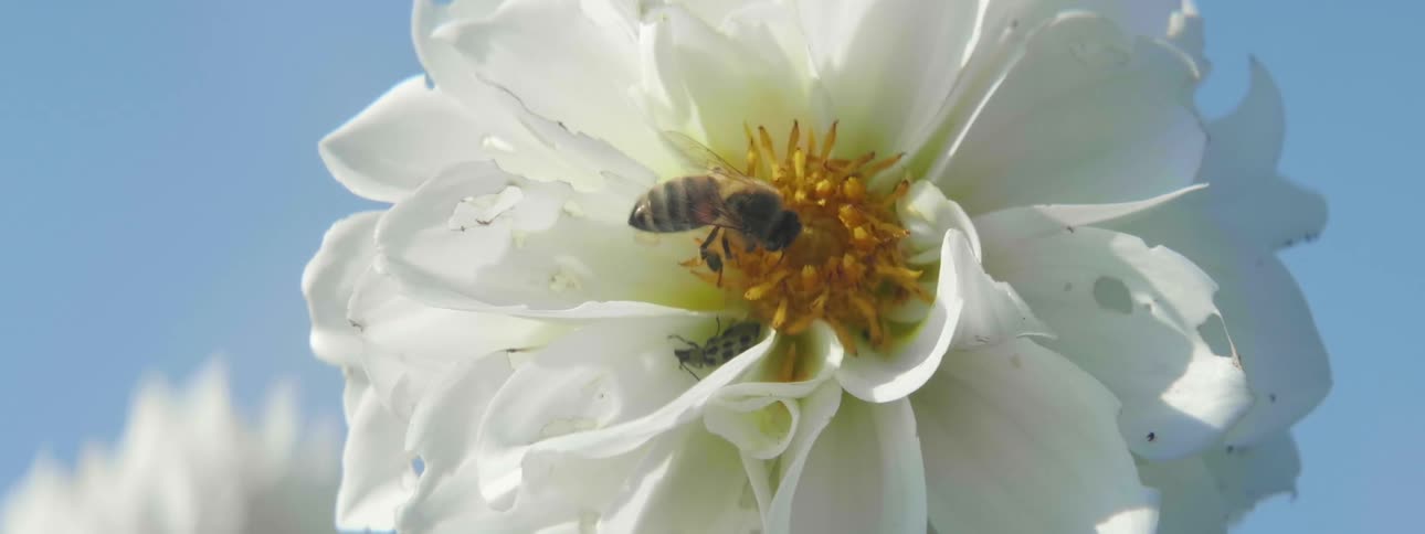 A honeybee pollinating a white flower on a summer day
