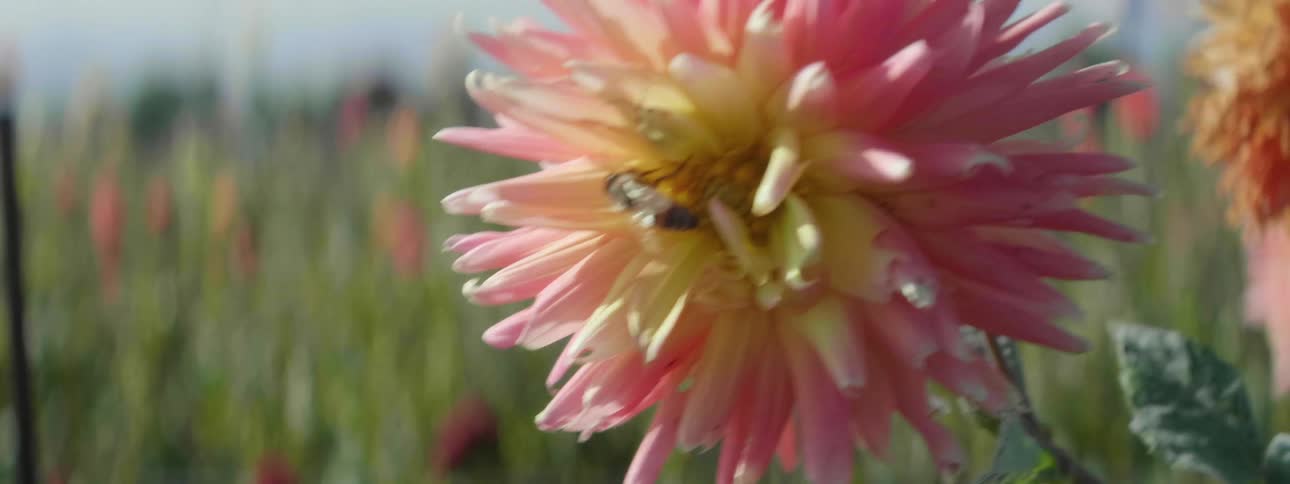 A bee on a flower flies off
