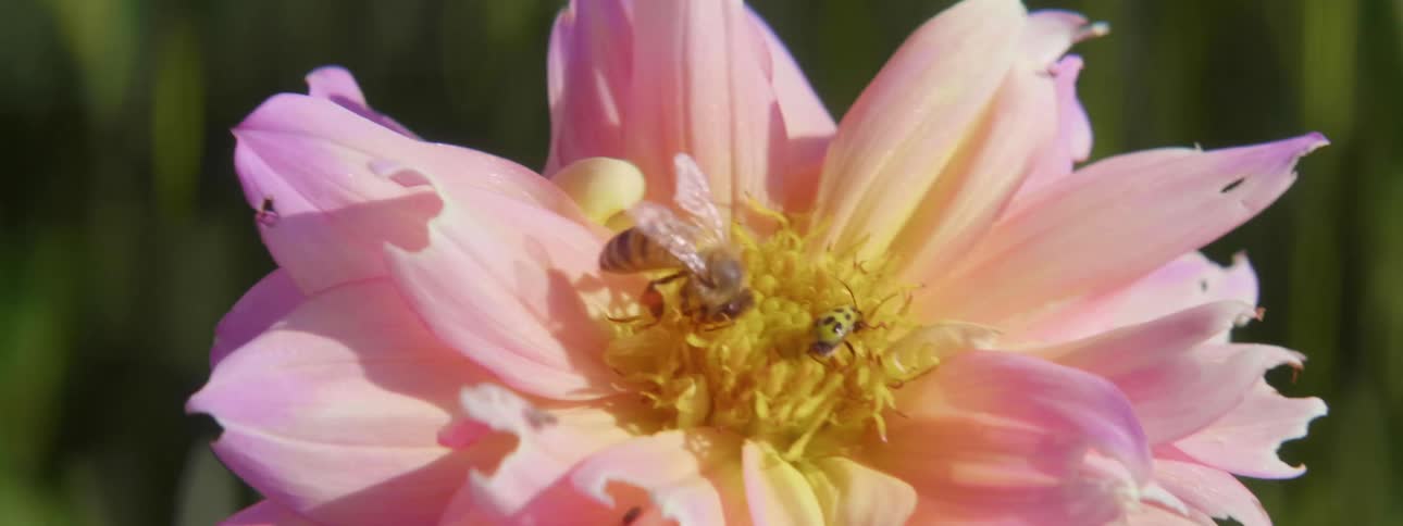 A bee and a ladybug sit on a pink flower in sunlight