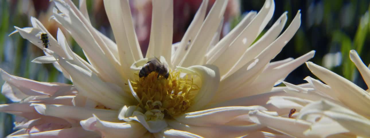 A bee is on top of a flower