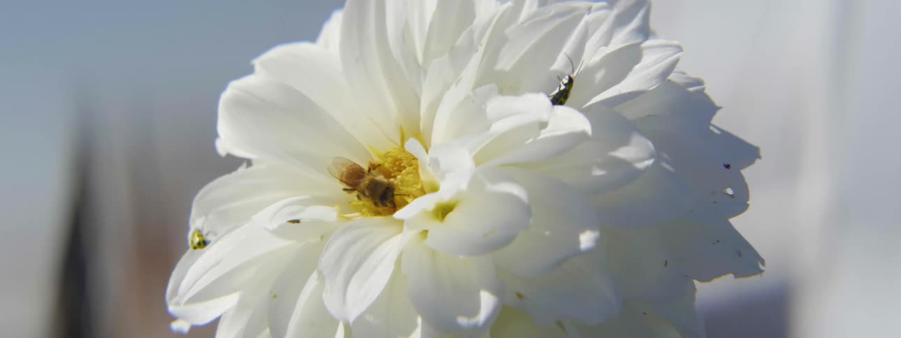 Honey bees pollinating off of a white dahlia flower