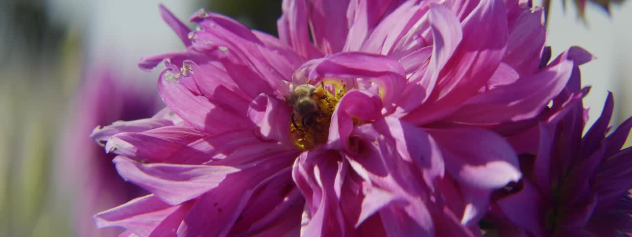 A bee collects nectar from a purple flower outdoors on a sunny day