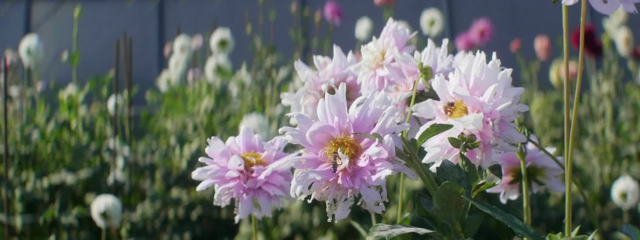 Bees flying around flowers