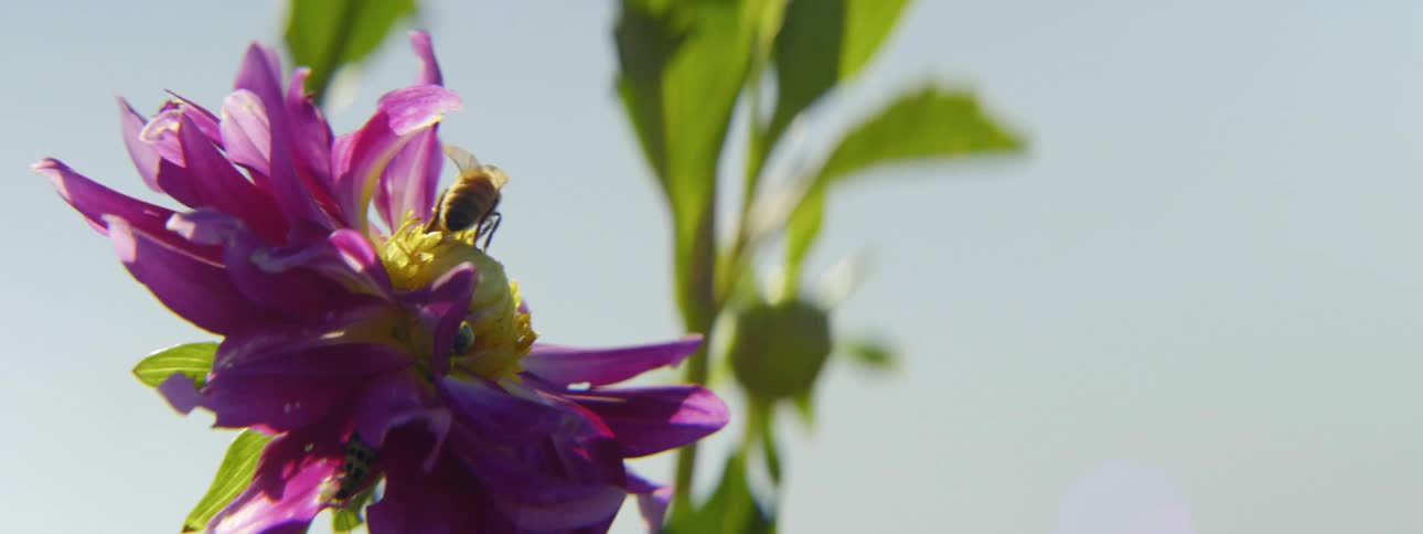 A group of bees fly around and collect nectar from a purple flower as it sways in the wind during the day