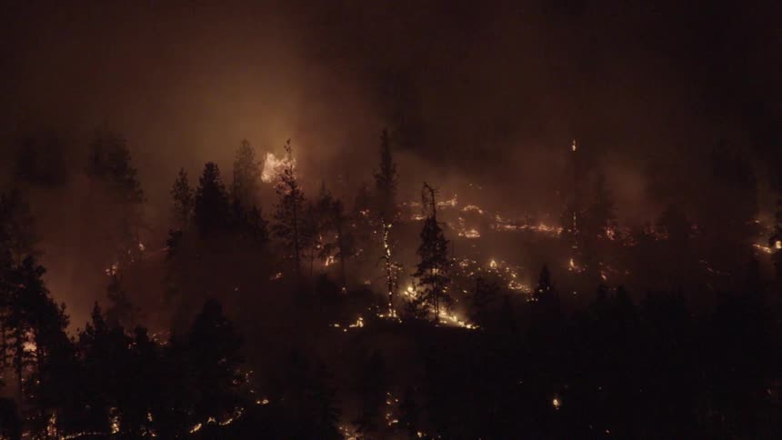 A wildfire burning in a forest