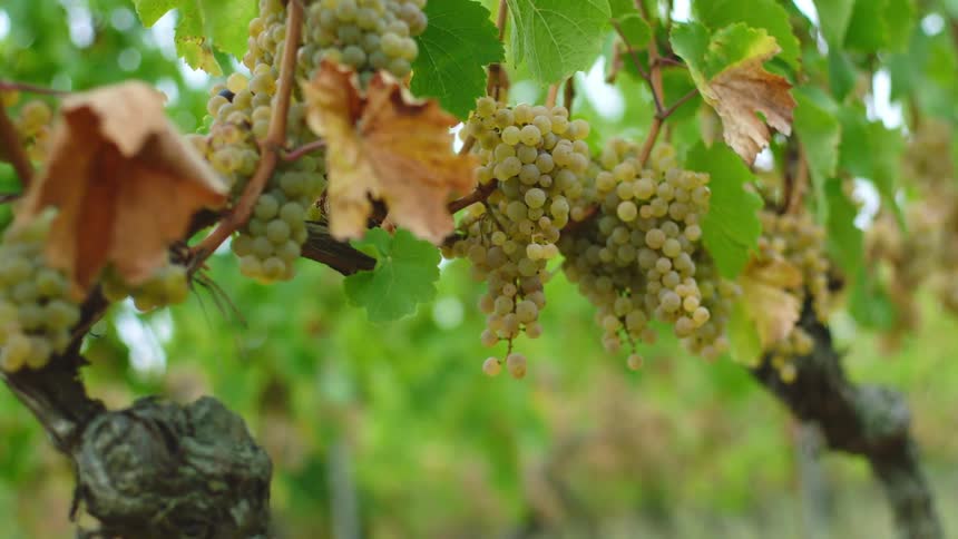 Grapes are hanging from the vines