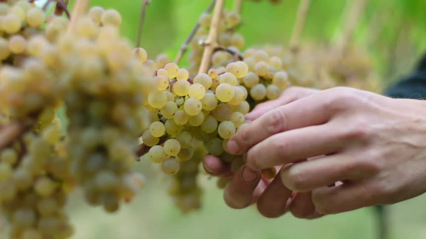 A man is holding grapes from a grape vine
