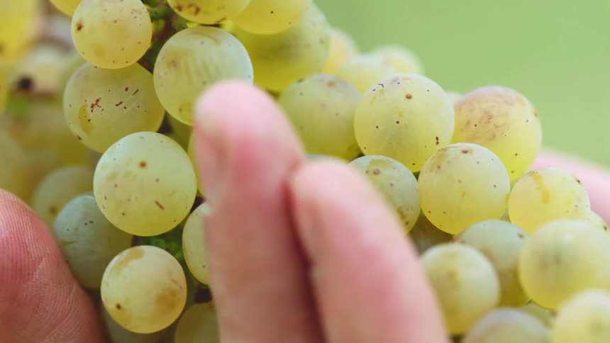 A person is holding grapes outdoors