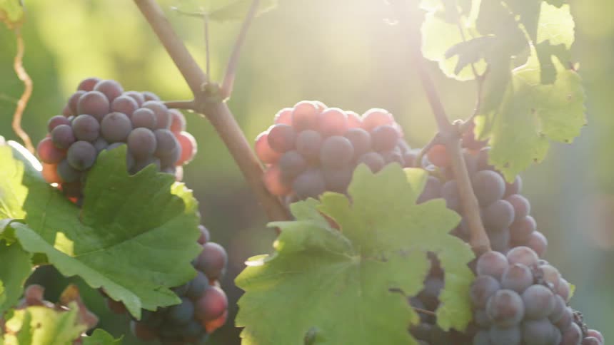 Bright sunlight shines only bunches of purple grapes on a branch