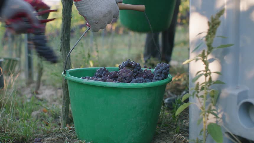 A person placing a bucket of grapes on the ground as another person picks it up with plants in the background