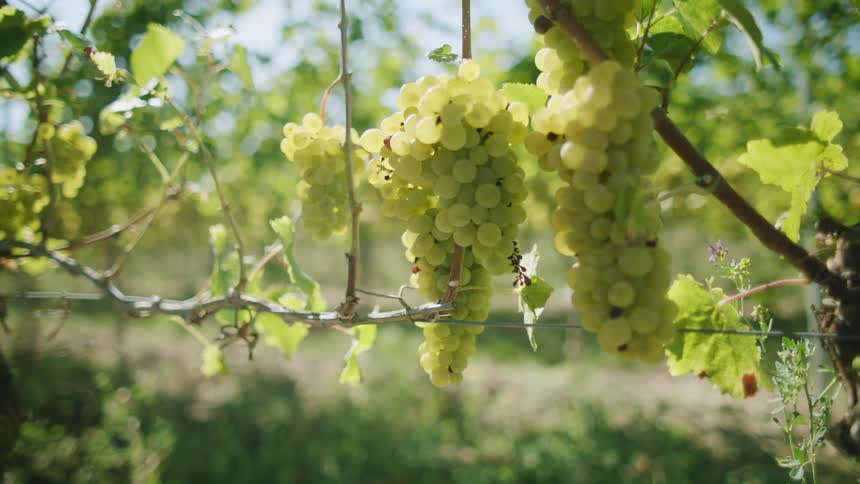 On a farm a vine contains several bunches of fresh green grapes