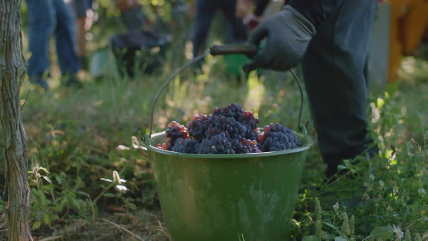 Grapes being harvested on a vineyard