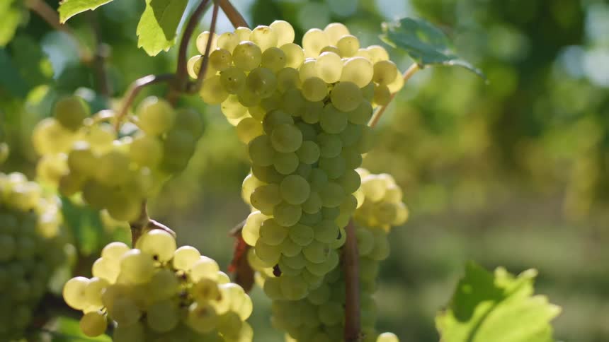Grapes hanging on a stalk in a vineyard
