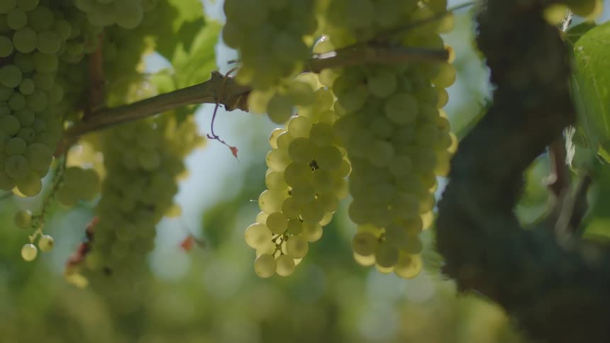 Grapes are hanging from vines outdoors