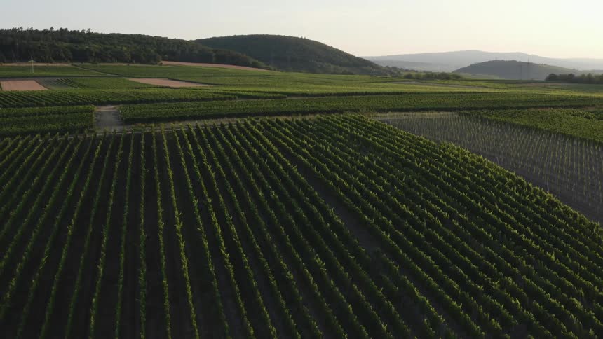 An aerial view of rows of crops growing on a rural farm