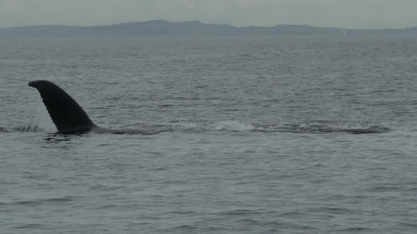 A whale submerges in the water on a cloudy day