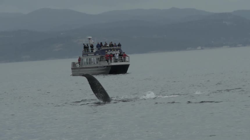A whale passes in the water in front of a ferry