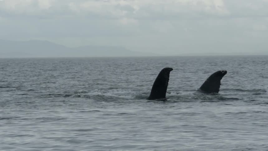 Man On Ferry Watching Whales