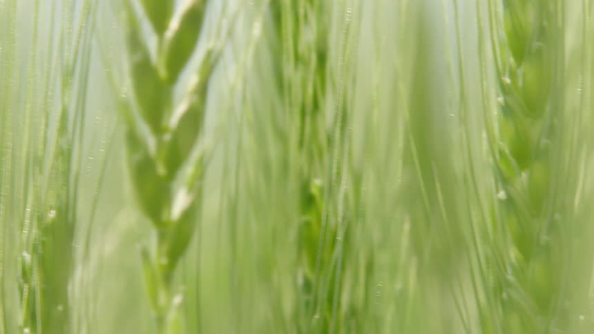 Slow motion tight shot of wheat seeds growing in a vast crop of wheat deep in Oklahoma
