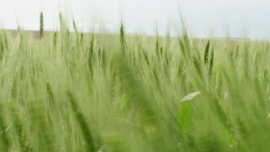 Real time shot of wind blowing dryland wheat in the bread basket of American crops as severe weather approaches