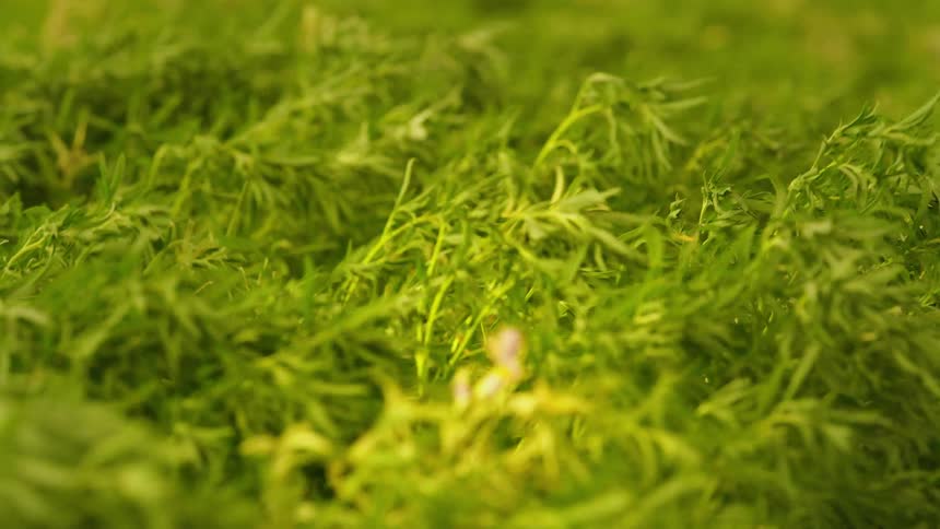 A crop of green plants blows in a stormy breeze at sunset after being drenched by supercell storm rains