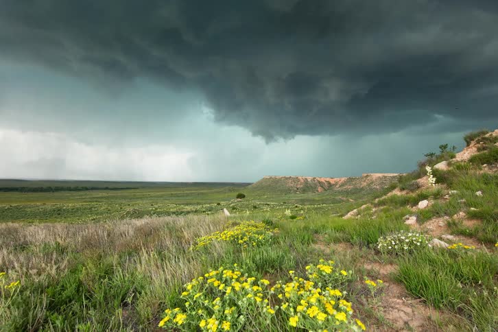 Time lapse with yellow flowers in the foreground and boiling, severe thunderstorm warned churning storm clouds in the background