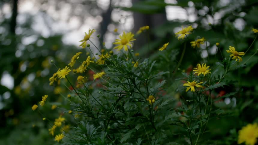Close up of some bushes with yellow flowers