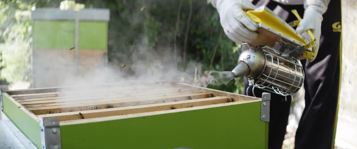 A person wearing protective gear smokes a honeycomb with bees outdoors